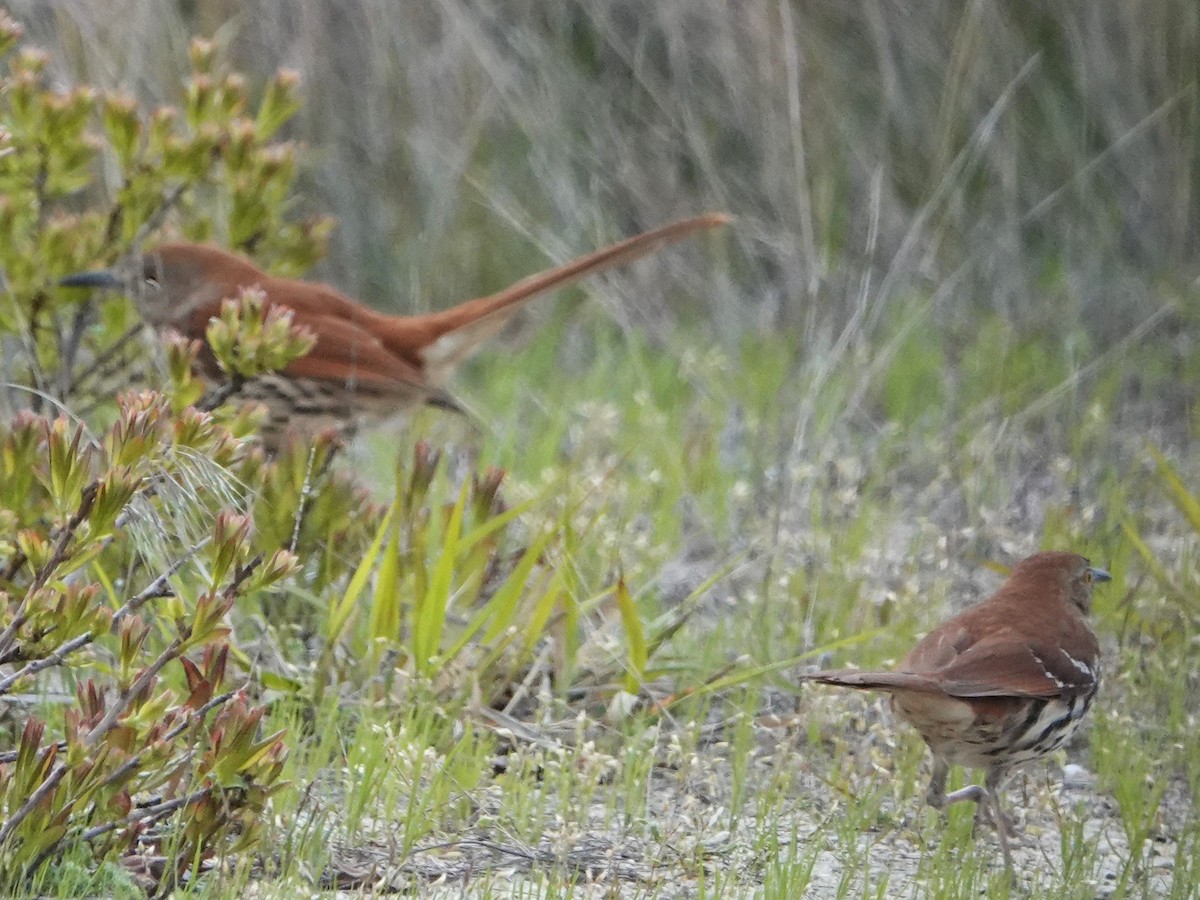 Brown Thrasher - Steve Mayo