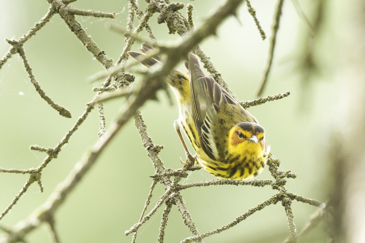 Cape May Warbler - Michel Letendre