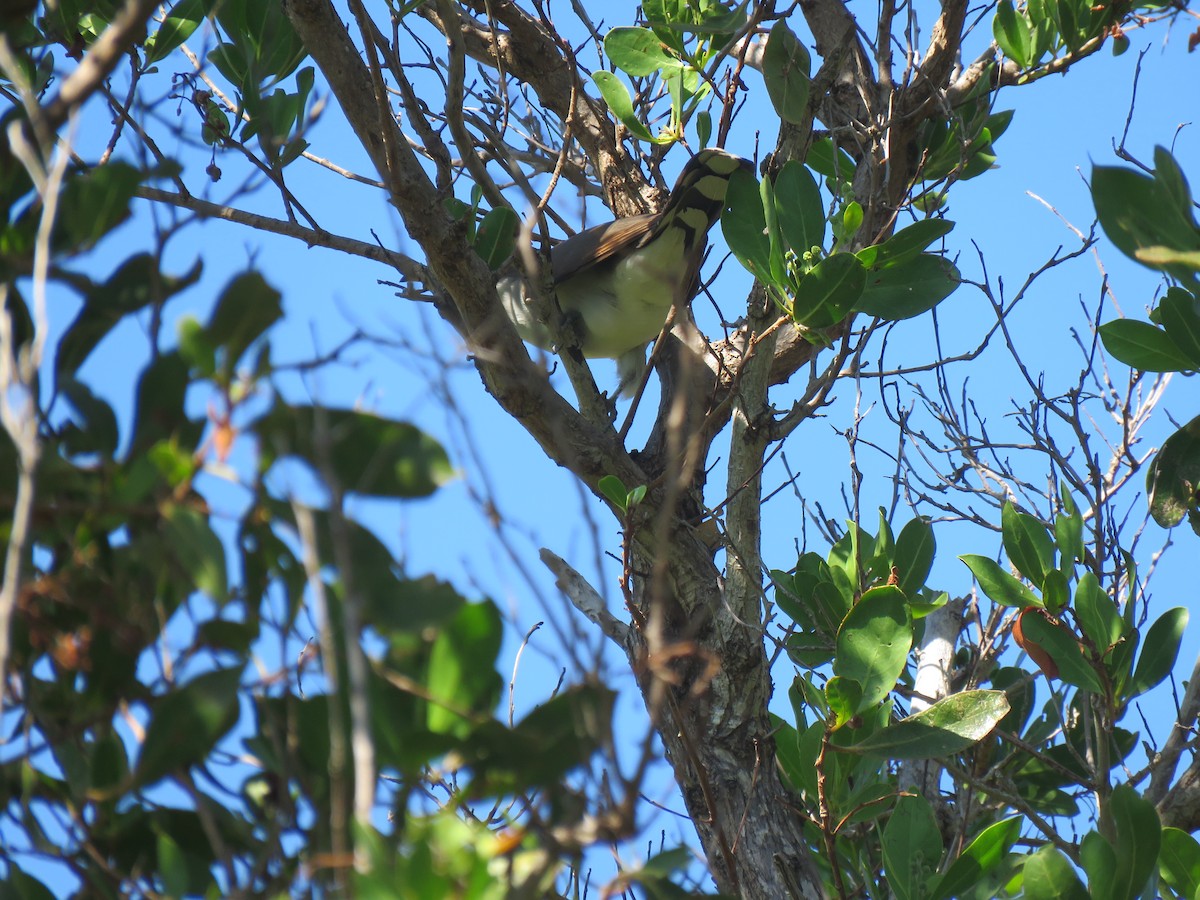 Yellow-billed Cuckoo - Val Landwehr