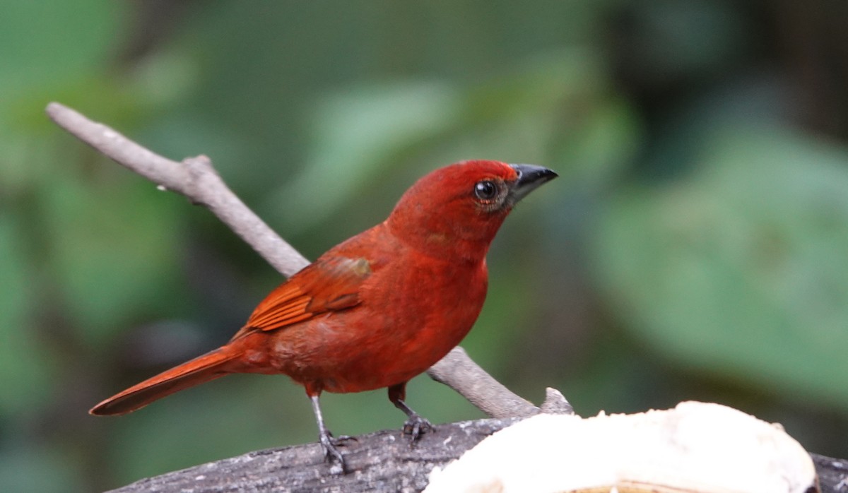 Hepatic Tanager - Billie Knight