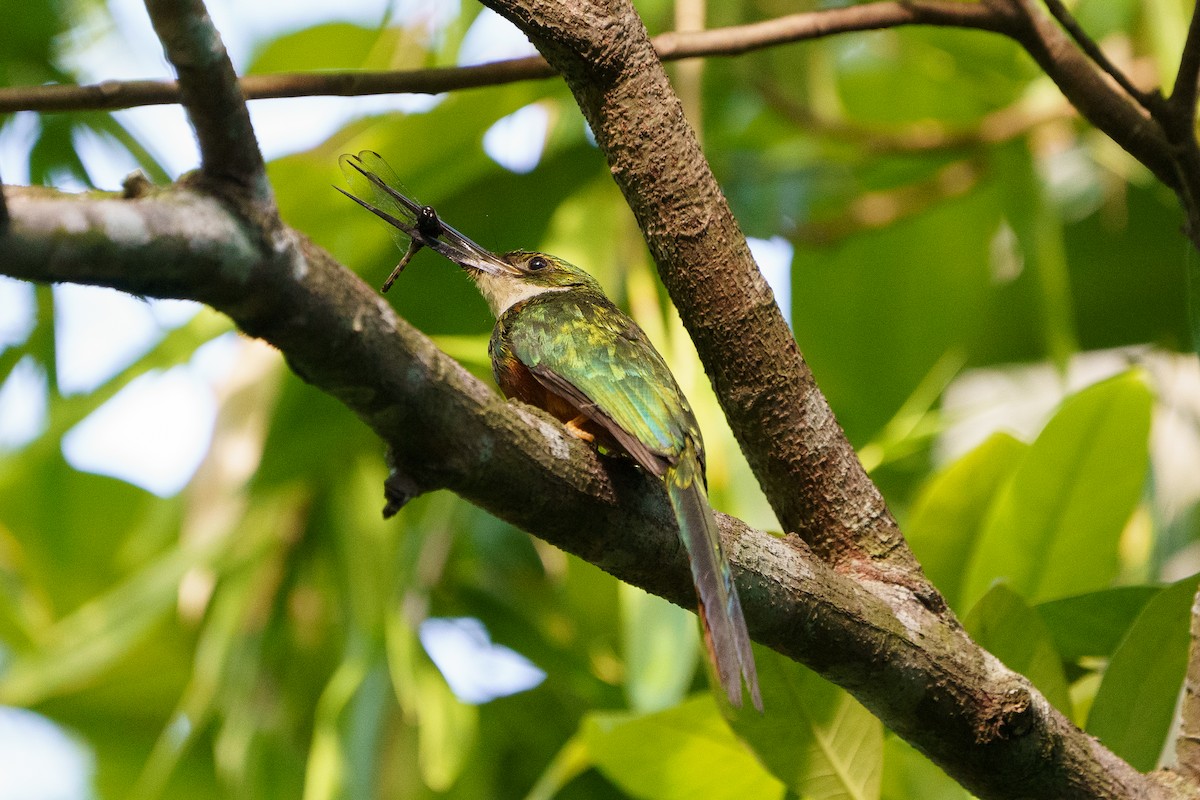 Rufous-tailed Jacamar - ML618923620