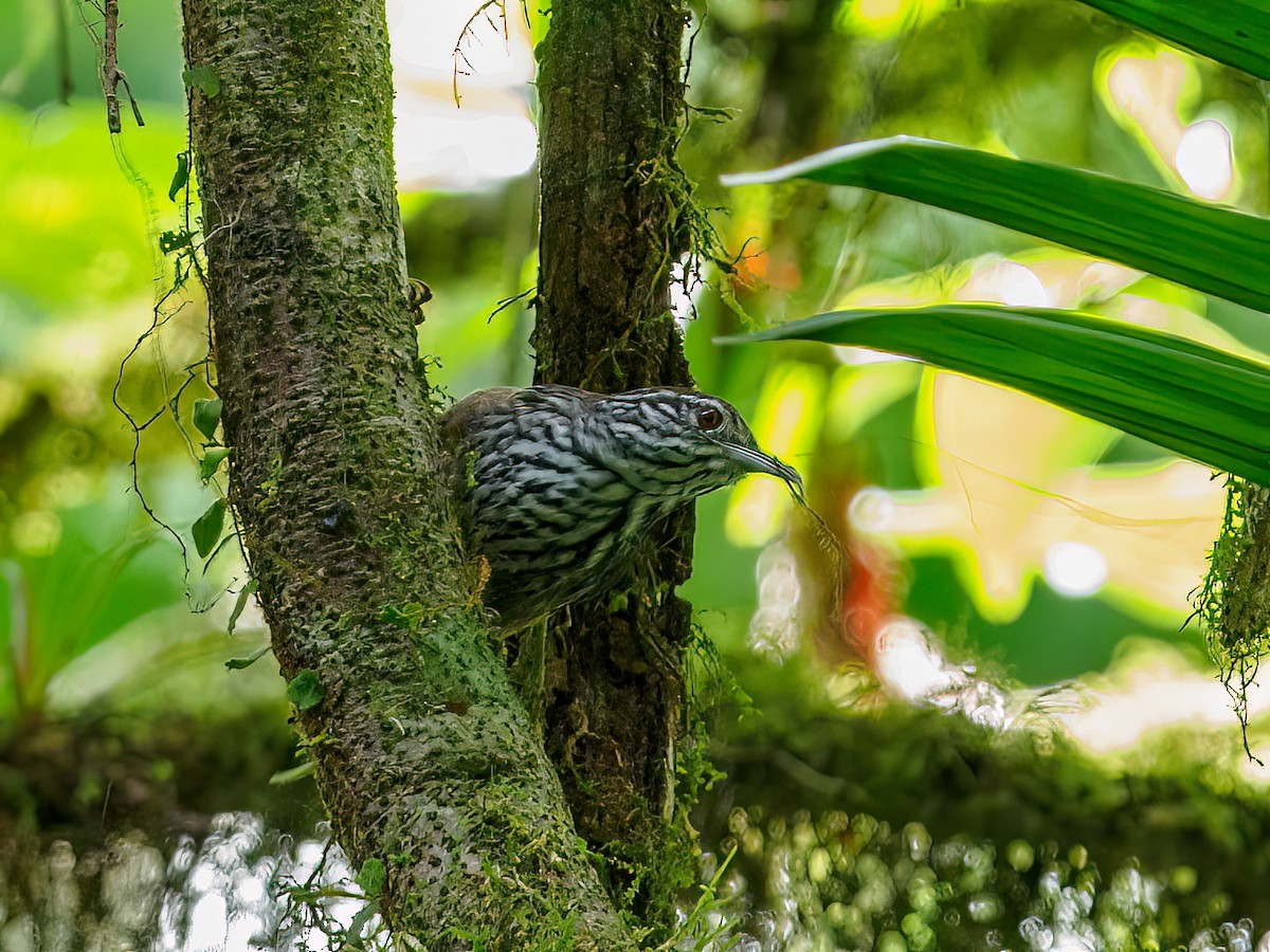 Stripe-breasted Wren - Abe Villanueva