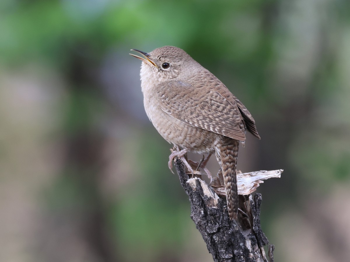 House Wren - Alan Versaw