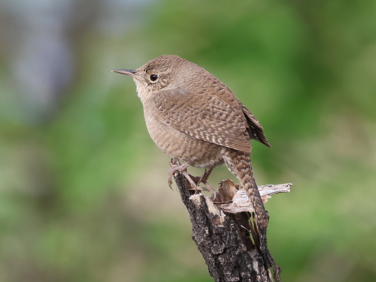 House Wren - Alan Versaw