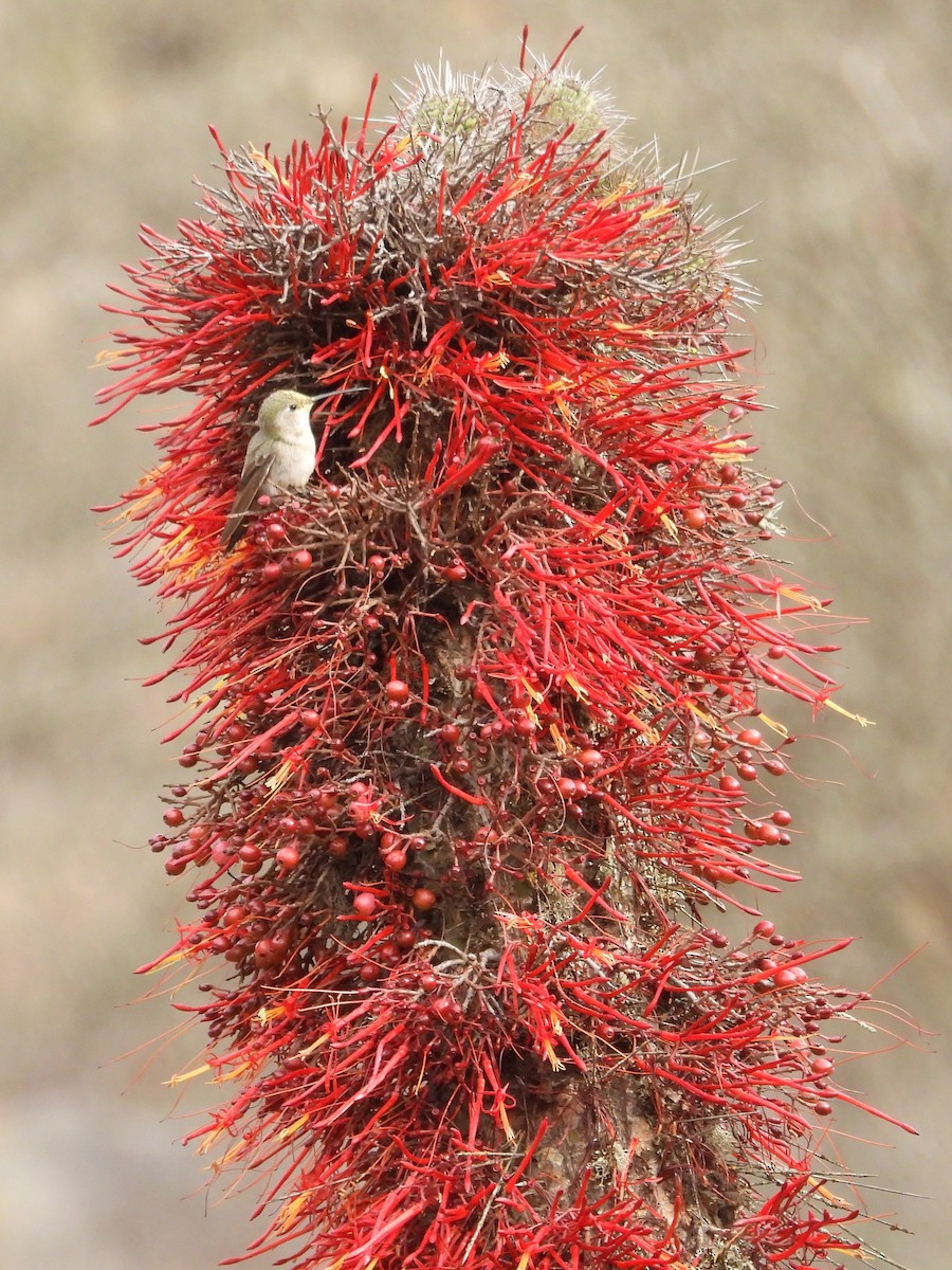 Colibrí del Atacama - ML618923683