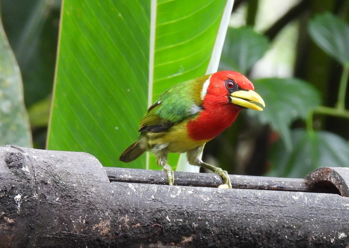 Red-headed Barbet - Carmen  Andrade