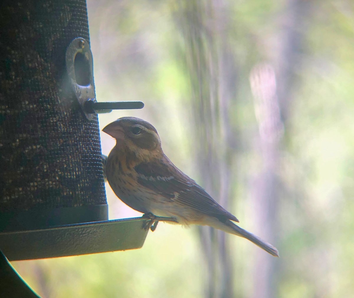 Rose-breasted Grosbeak - ML618923698