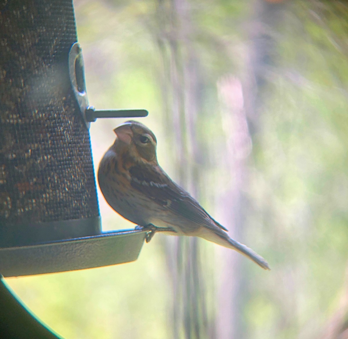 Rose-breasted Grosbeak - ML618923699