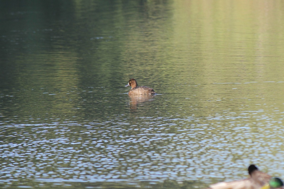 Lesser Scaup - Owen J.