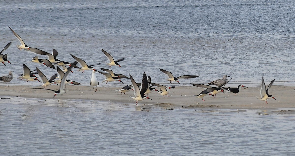 Black Skimmer - Daniel Islam