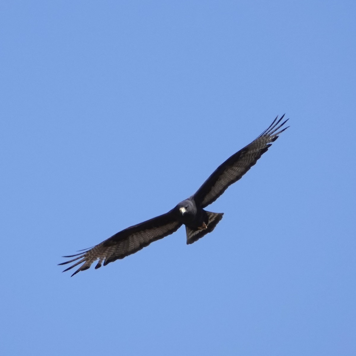 Zone-tailed Hawk - ML618923750