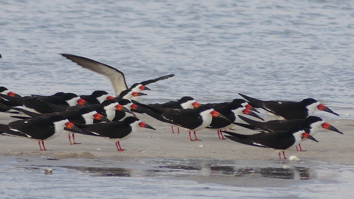 Black Skimmer - ML618923758