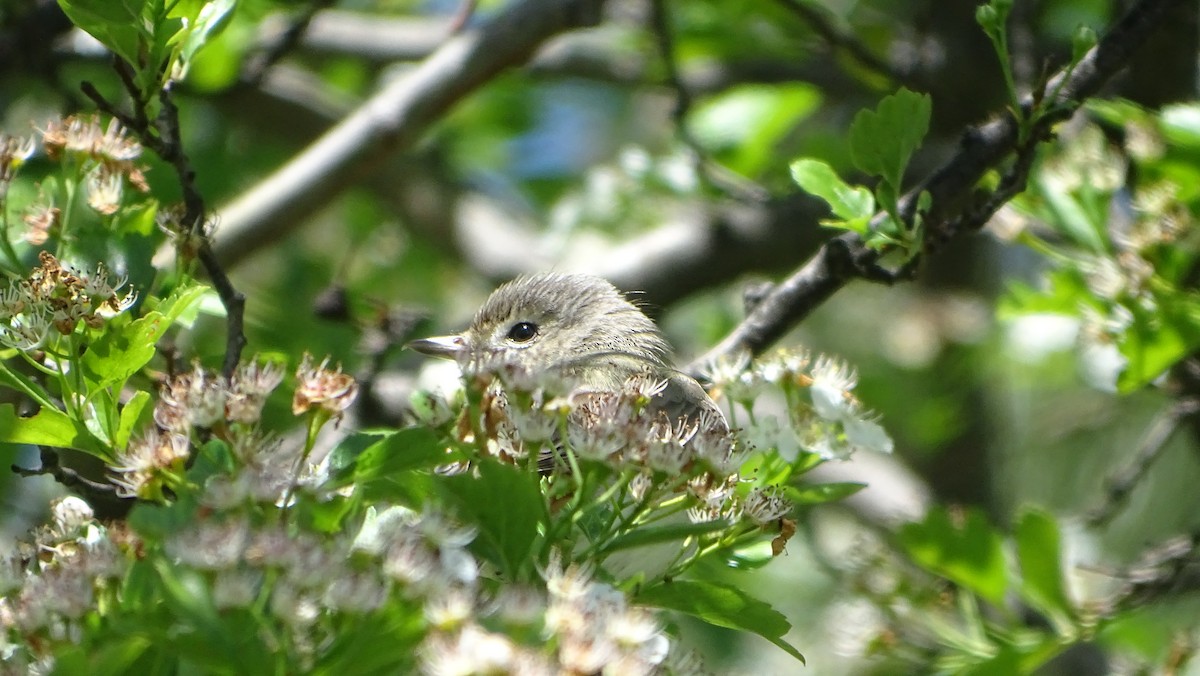 Warbling Vireo - Amy Simmons