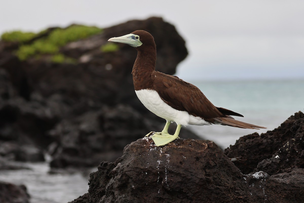 Brown Booby - ML618923792
