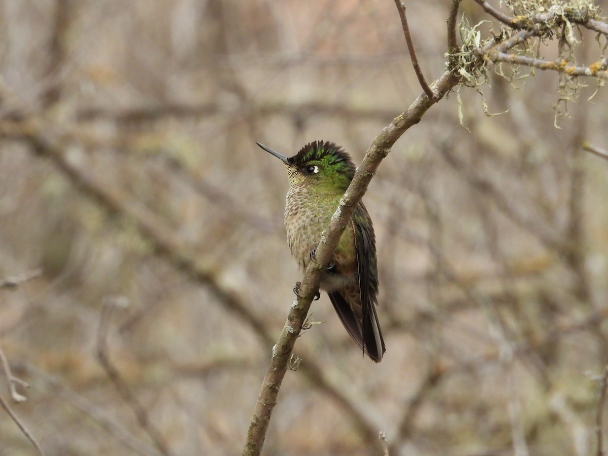 Green-backed Firecrown - Saskia Hostens