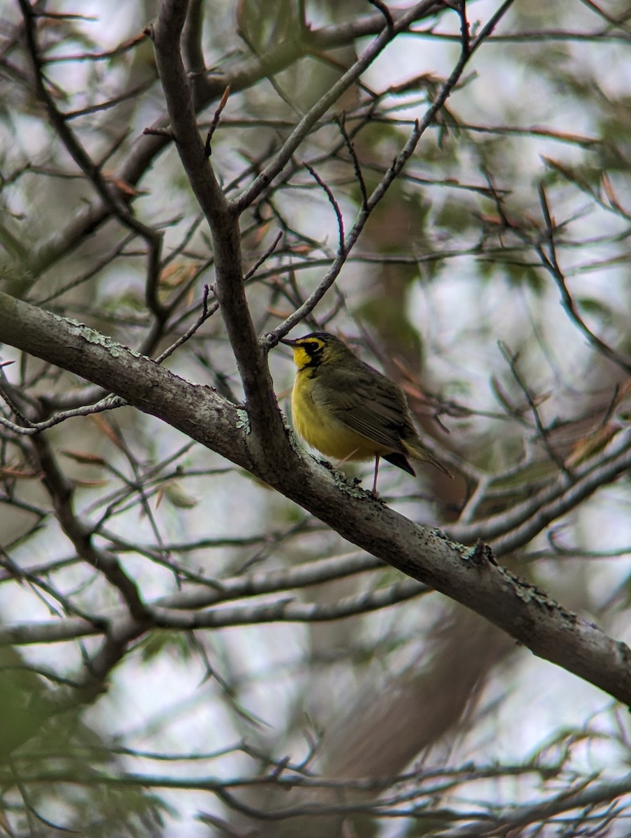 Kentucky Warbler - ML618923806