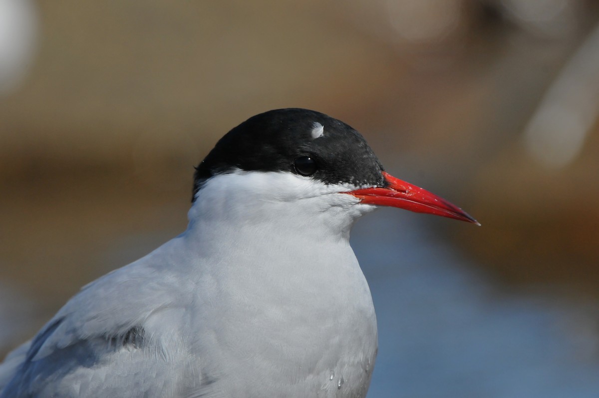 Antarctic Tern (Antarctic) - Dominic More O’Ferrall