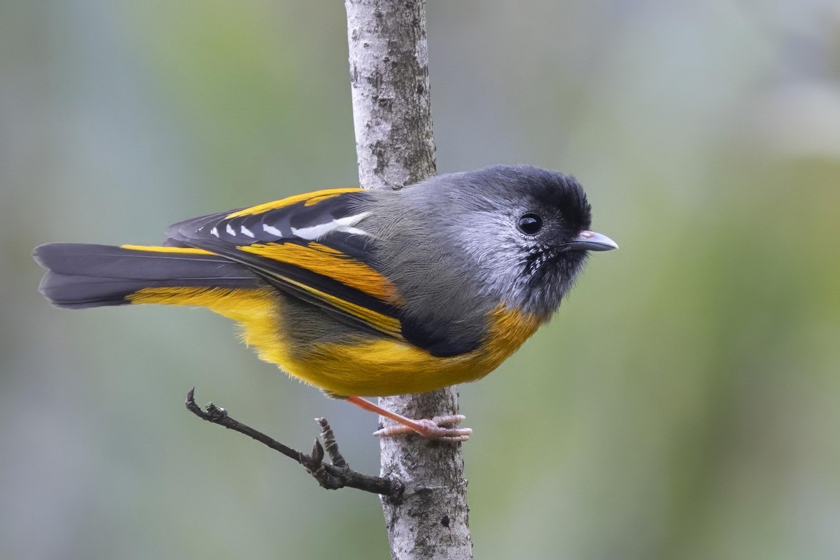 Golden-breasted Fulvetta - Robert Lewis