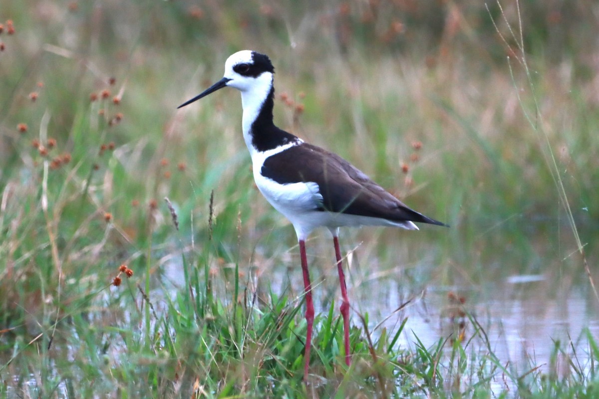 Black-necked Stilt (White-backed) - João Paulo Durante