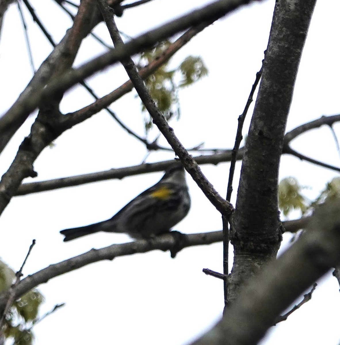 Yellow-rumped Warbler - Steve Mayo