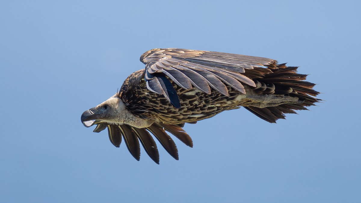 Rüppell's Griffon - Simon Tonkin