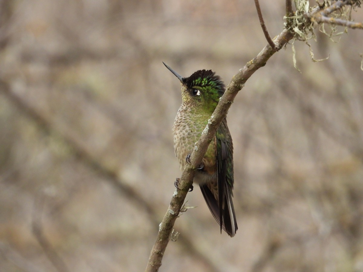 Green-backed Firecrown - Saskia Hostens