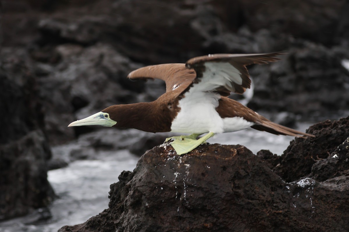 Brown Booby - ML618923878