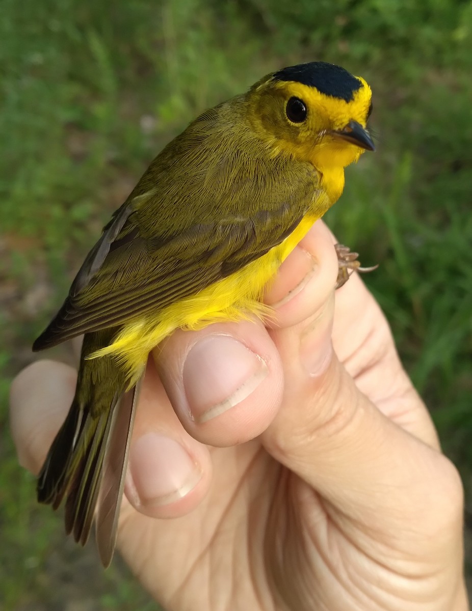 Wilson's Warbler - ML618923893