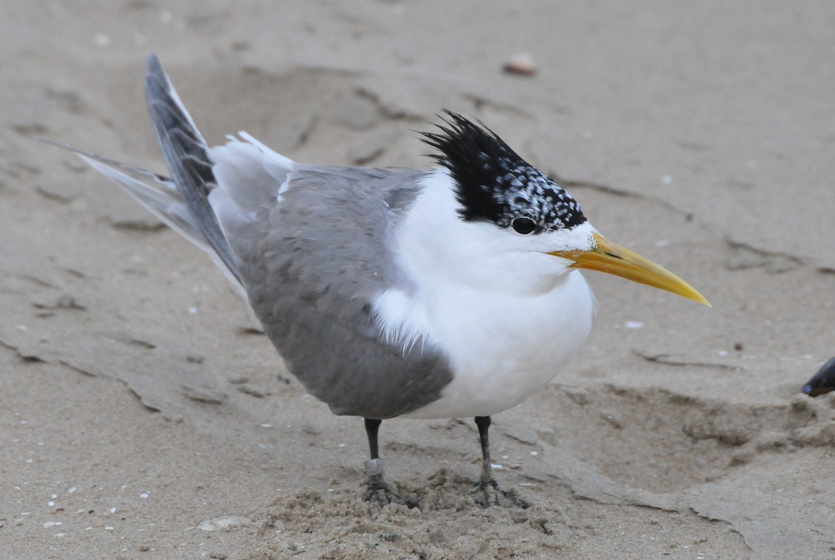 Great Crested Tern - ML618923897