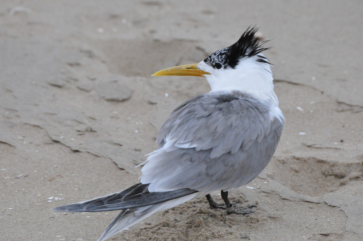 Great Crested Tern - ML618923899