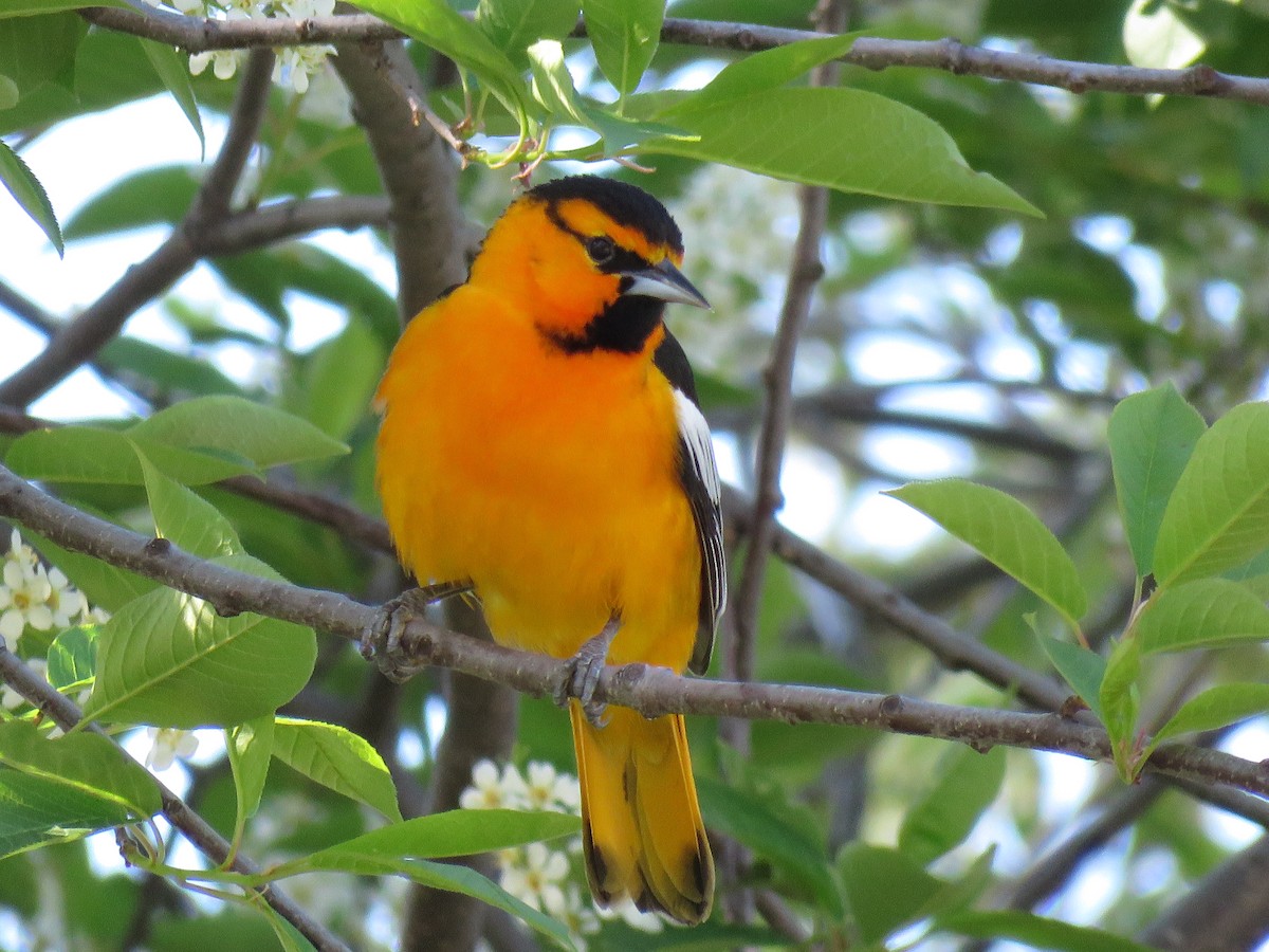 Bullock's Oriole - The Lahaies