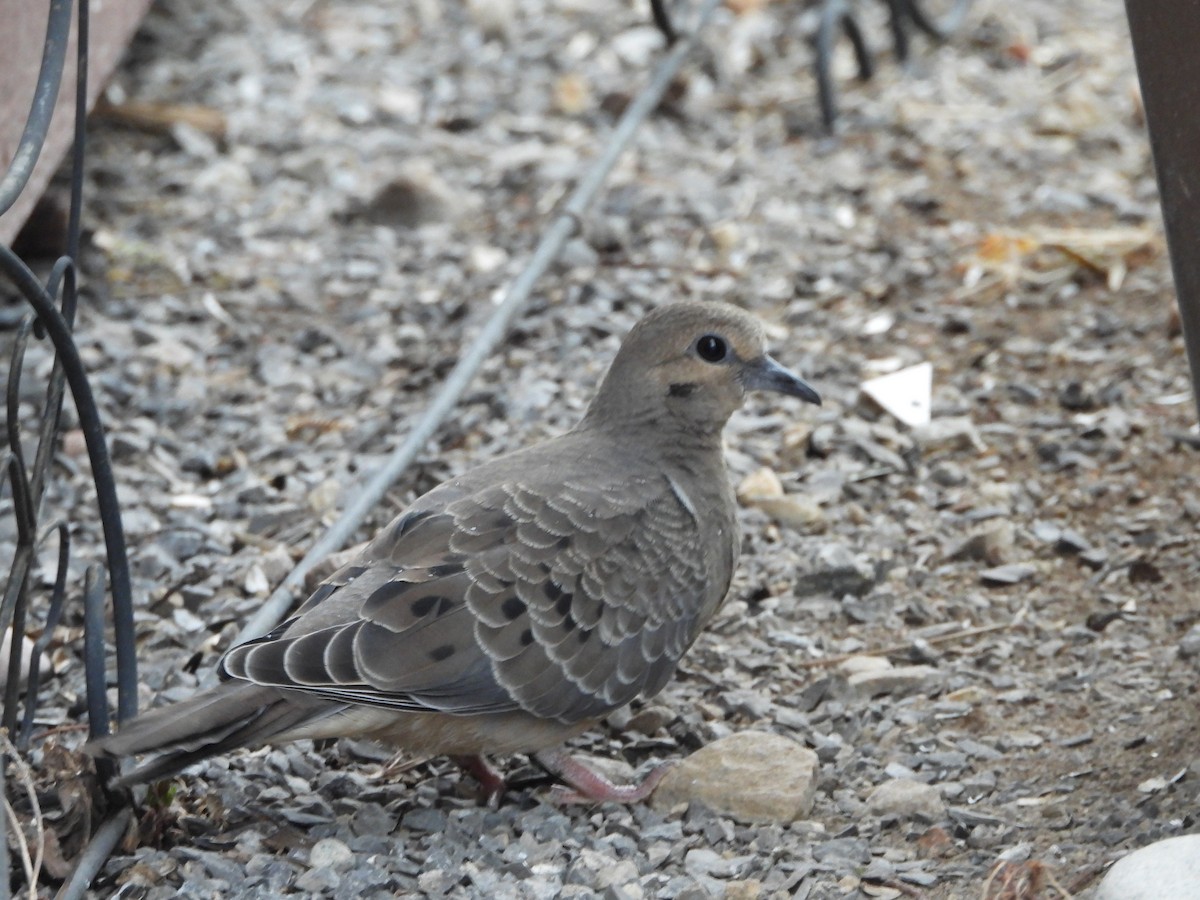 Mourning Dove - Germain Savard