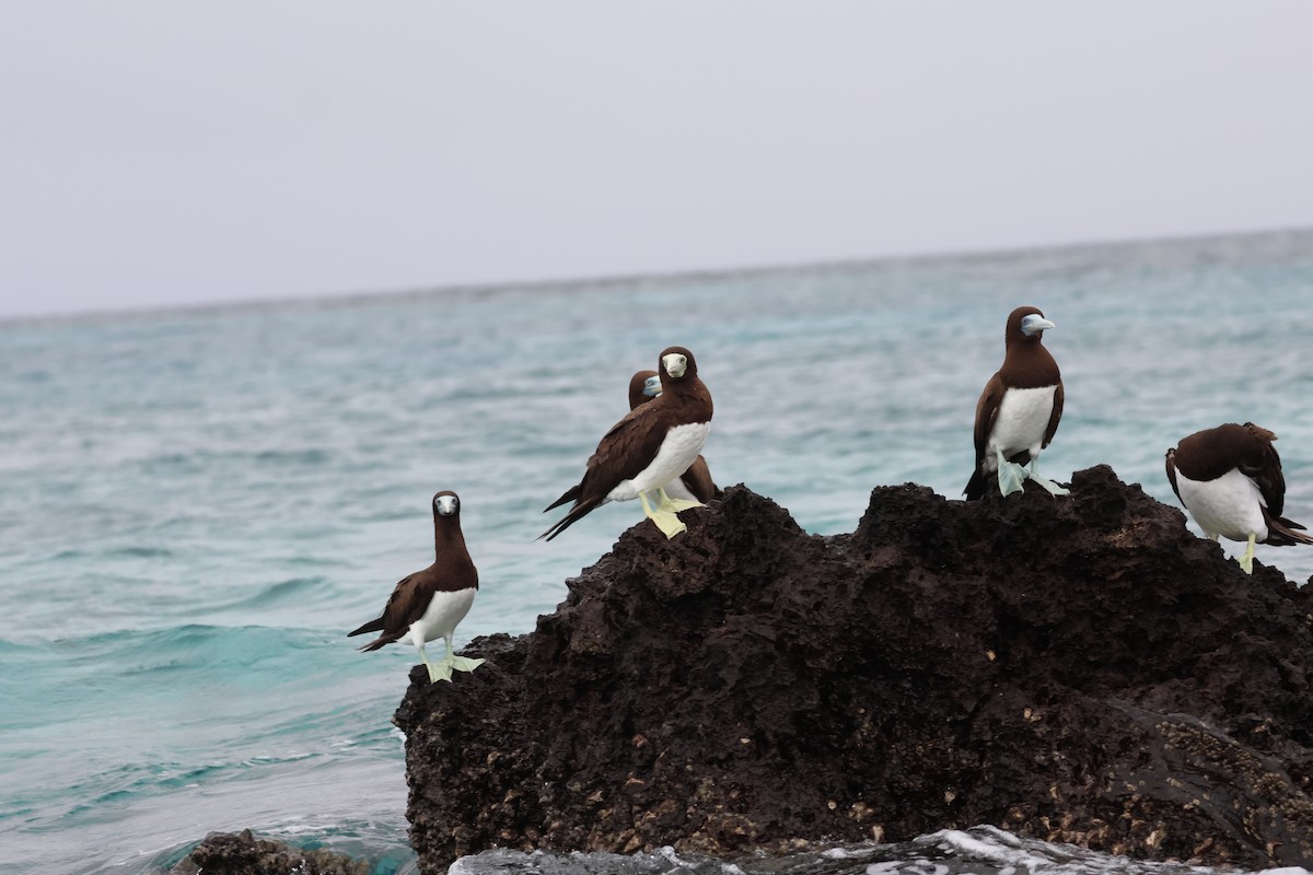 Brown Booby - ML618923930