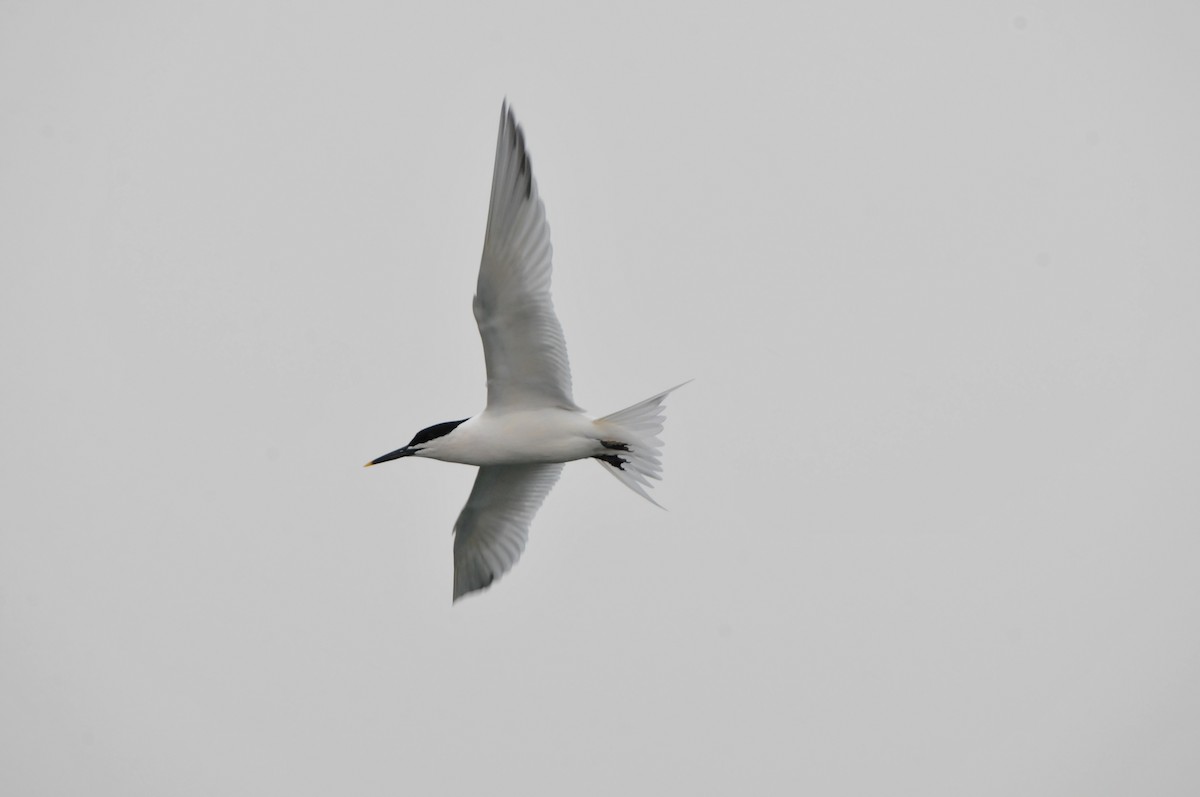 Sandwich Tern (Eurasian) - Dominic More O’Ferrall