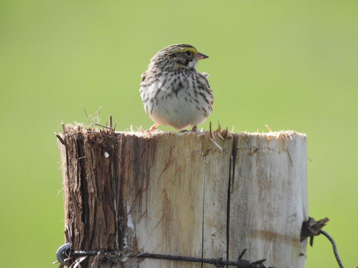 Savannah Sparrow - Mike Ferguson