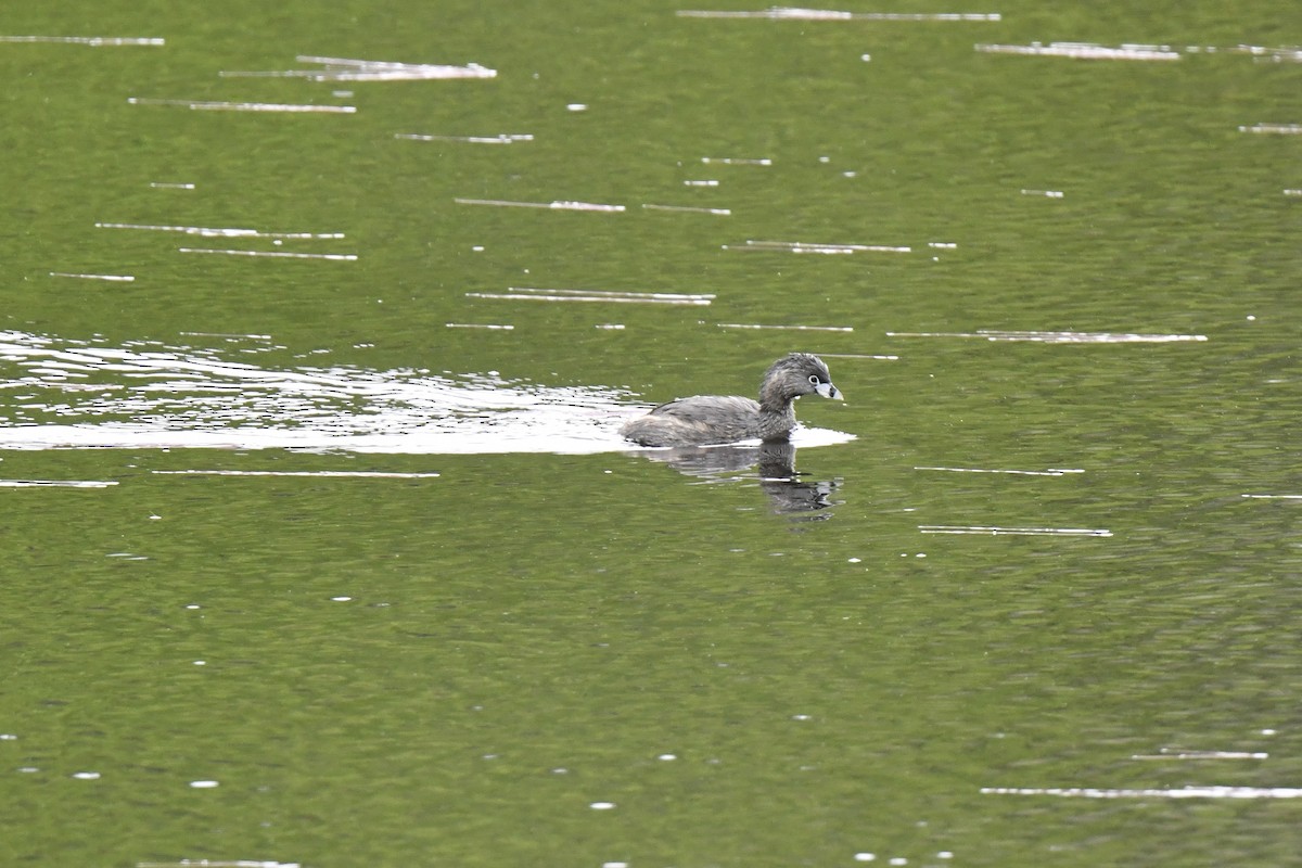 Pied-billed Grebe - Kazumi Ohira