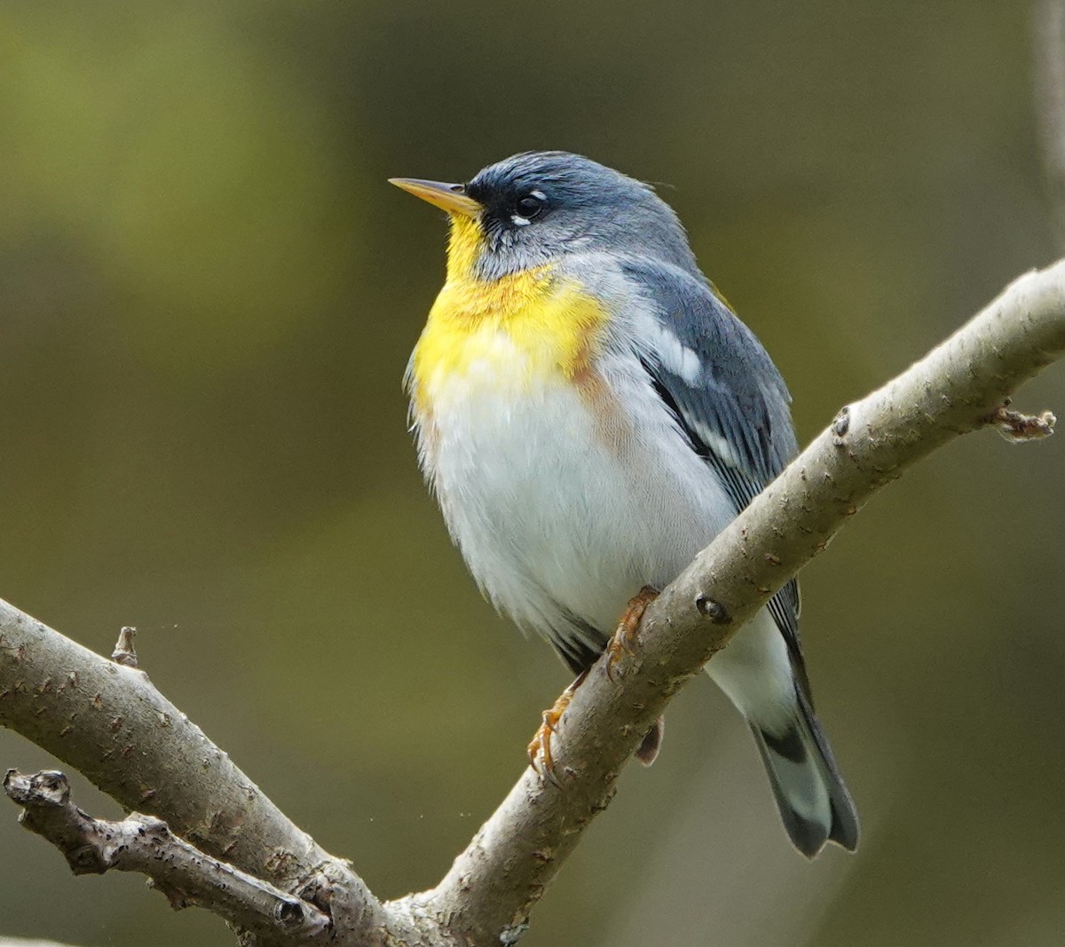 Northern Parula - Steve Mayo