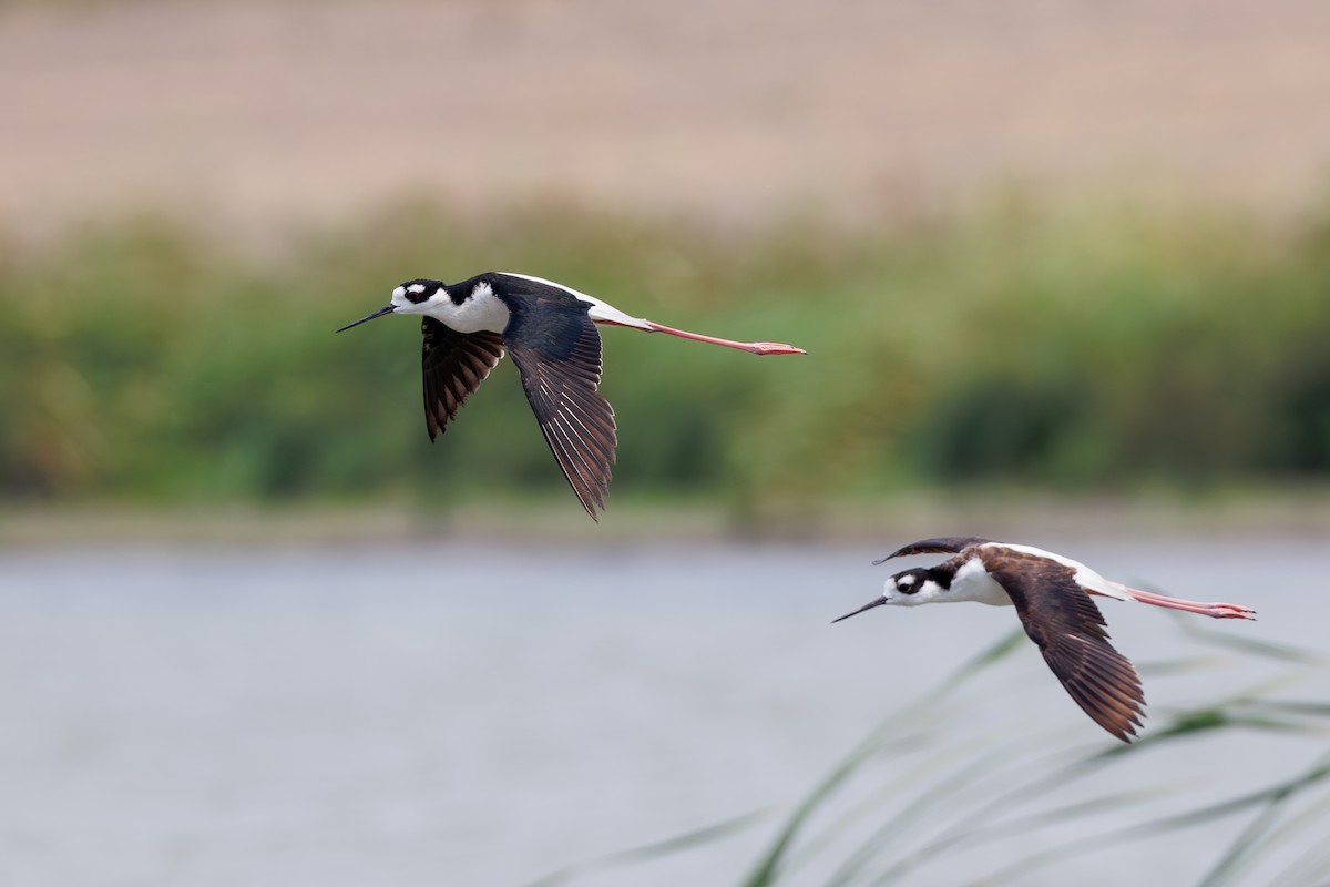 Black-necked Stilt - ML618923976