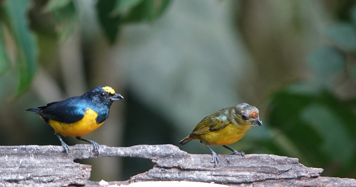 Fulvous-vented Euphonia - Billie Knight