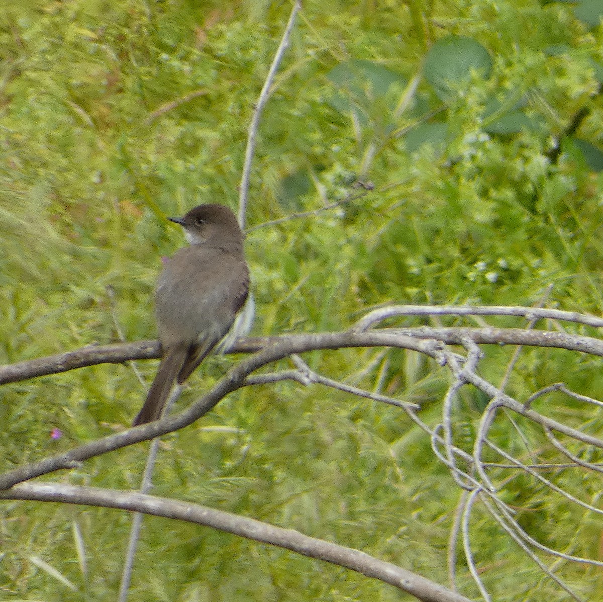 Eastern Phoebe - ML618924001