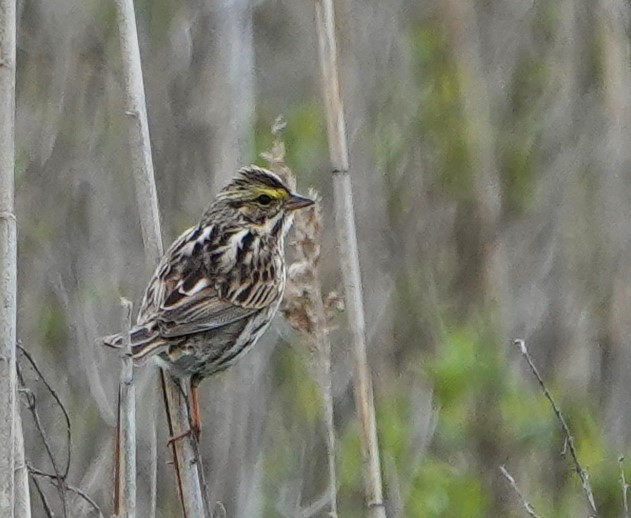 Savannah Sparrow - Steve Mayo