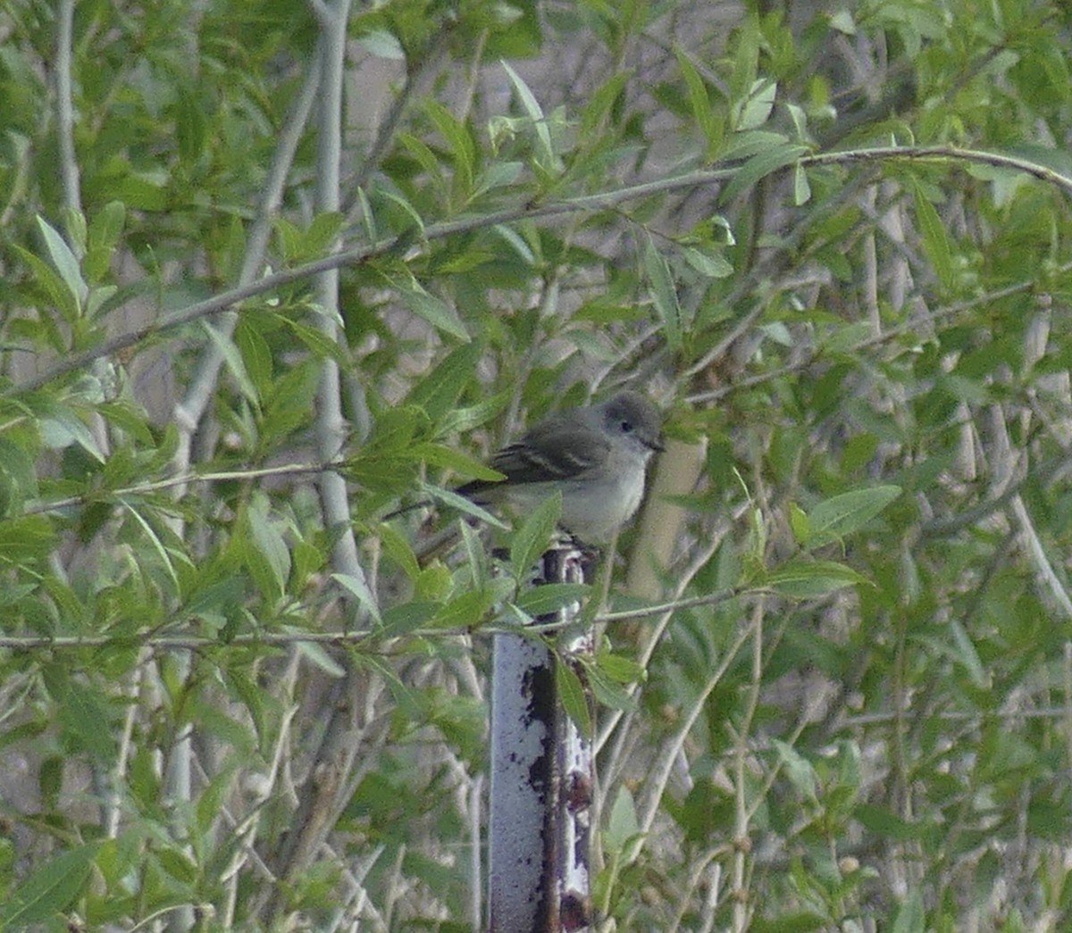 Dusky Flycatcher - raymond rugg