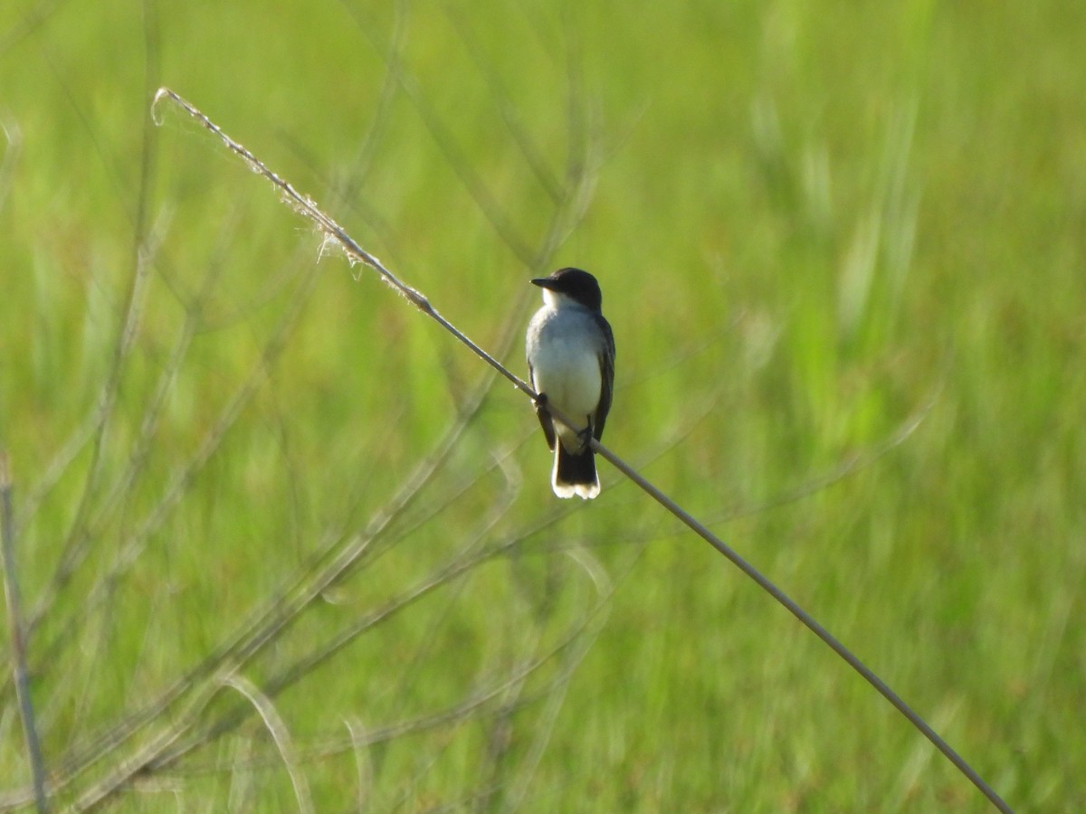 Eastern Kingbird - Tracee Fugate