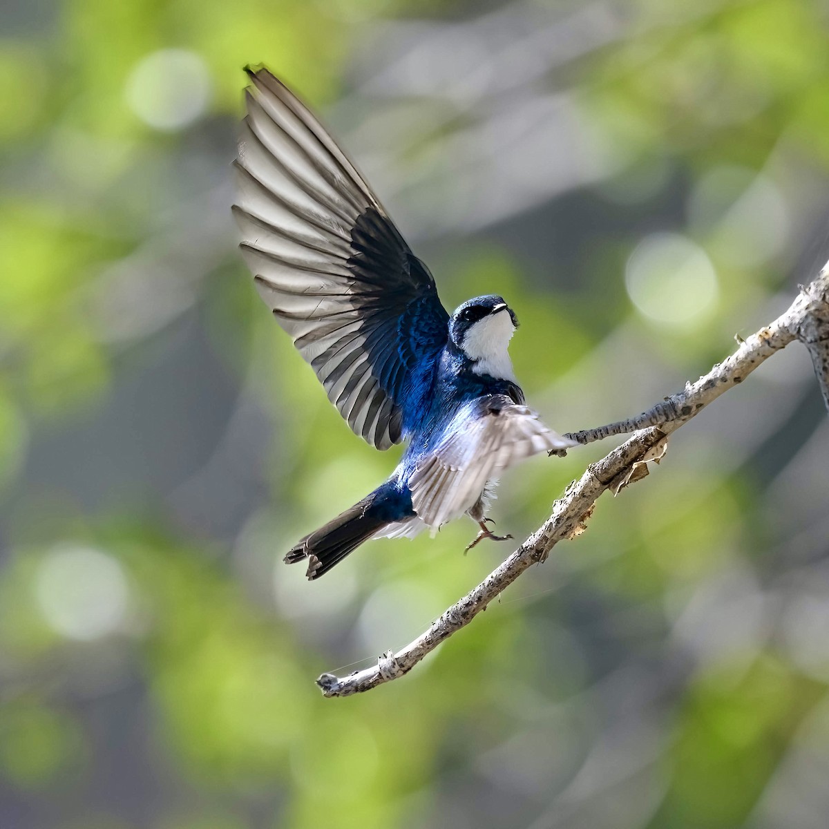Tree Swallow - Robin Alexander