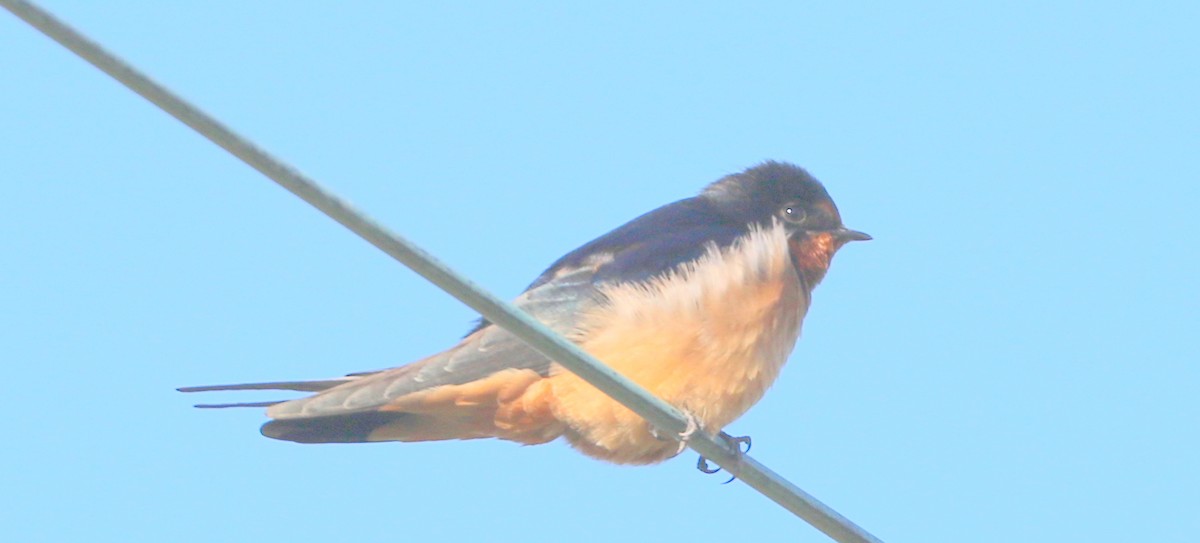 Barn Swallow - Mike Fung