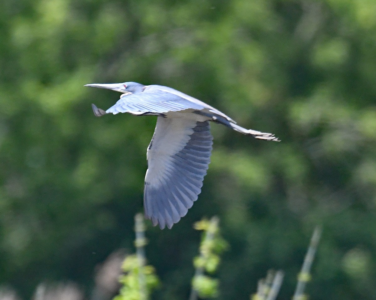 Tricolored Heron - Michael Topp