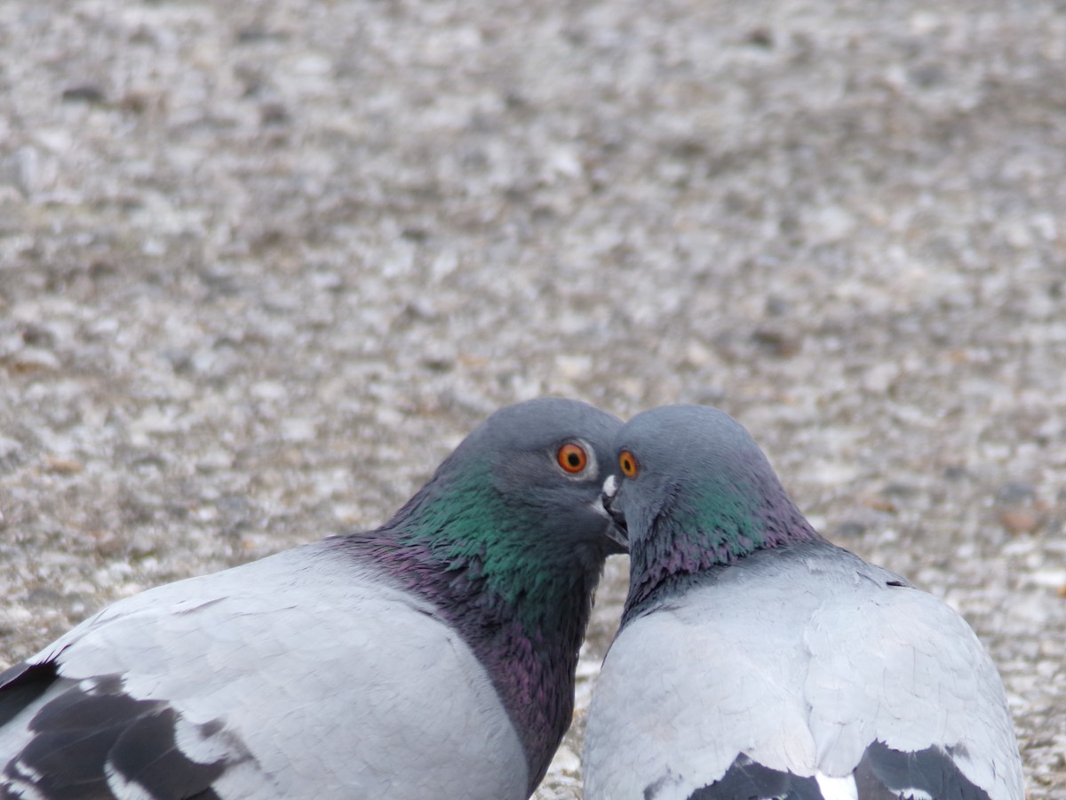 Rock Pigeon (Feral Pigeon) - Ross Rabkin