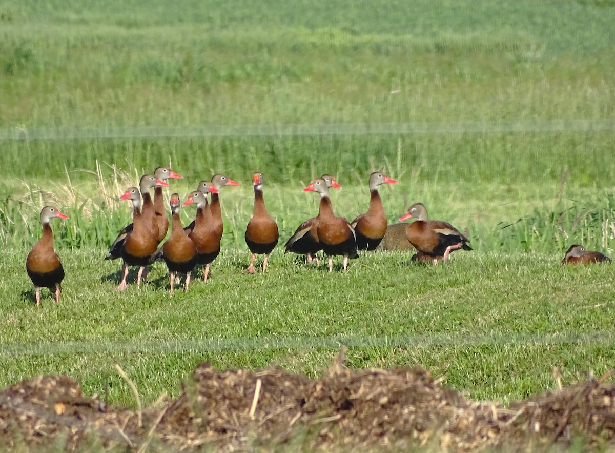 Black-bellied Whistling-Duck - ML618924085