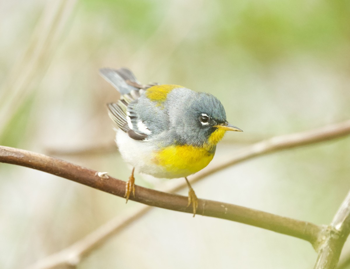 Northern Parula - Britney Fox