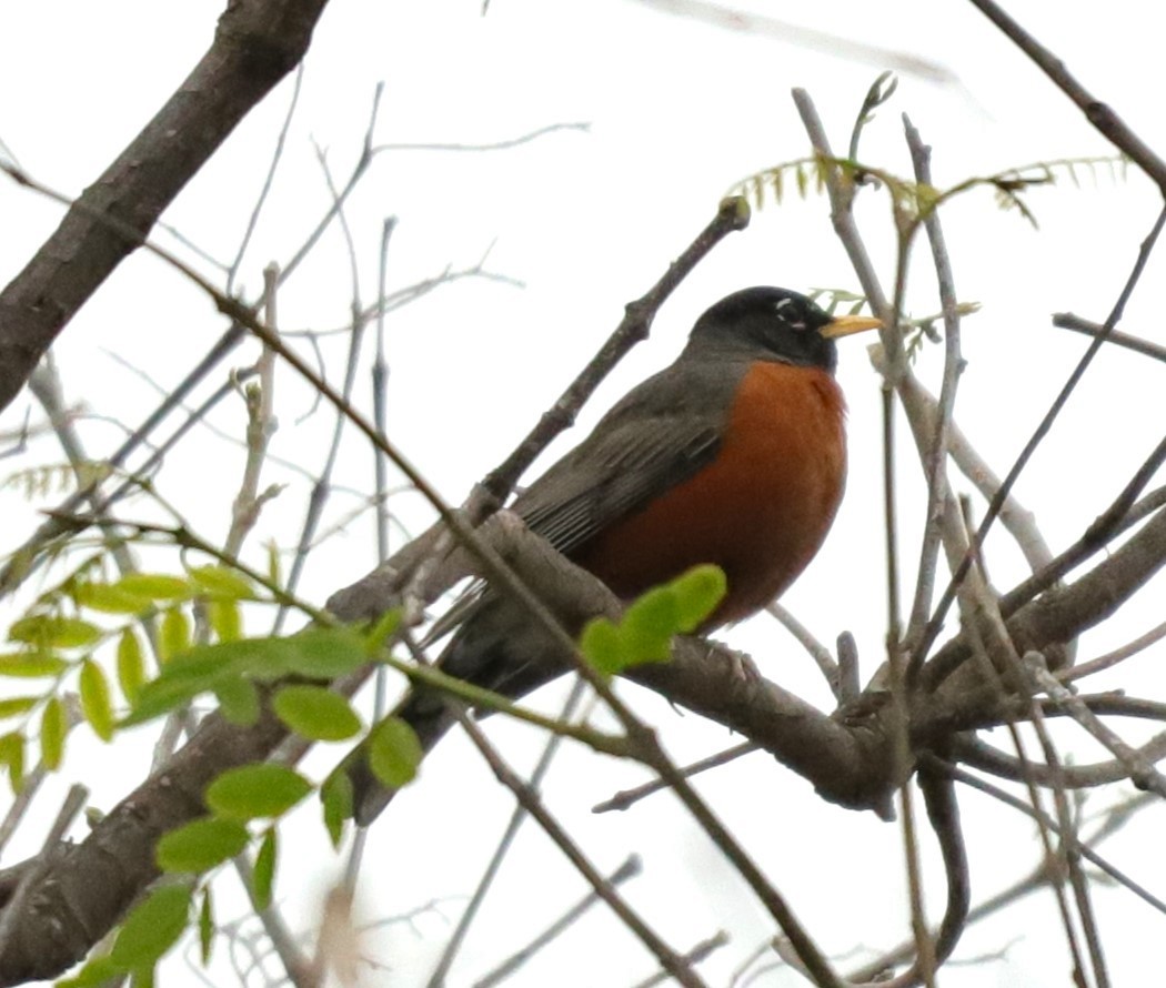 American Robin - Drew Hatcher